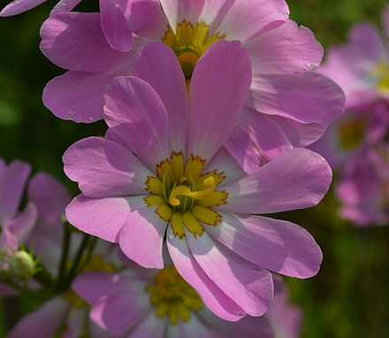 Sabatia kennedyana