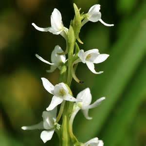 cluster of orchid flowers