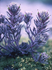 Snow Indian Paintbrush